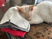 Shan putting a halt to my sewing