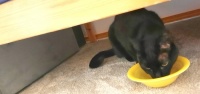 2025/04/21 Ebony eating under bed in "cat room."