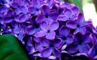 Purple Lilacs