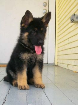 Adorable German Shepherd puppy