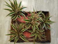 Box of 4 Harvested Red Pineapples