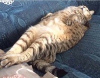 When Cats Sleep in the Silliest Places I always Laugh