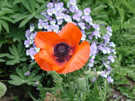 poppy
