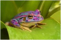 Purple-Rain-Forest-Frog