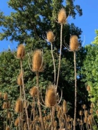 Pisgah cat tail