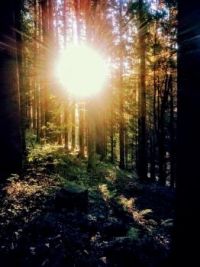 slunce v lese
