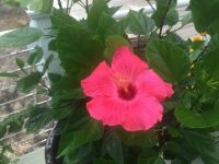 Hibiscus