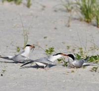 It looks like they are eating small Fish ,   5-31-23