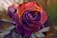 Dreamy Rose