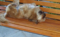 ChiChi enjoying new bench