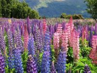 Another wild and wonderful lupines