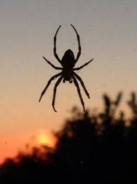 Spider waiting for dinner