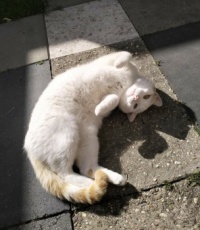 Another update of Dorus enjoying sunbeams in 'his' garden