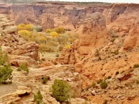 Fall Cottonwoods Near The Mouth Of Canyon De Chelly