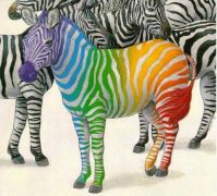 zebra