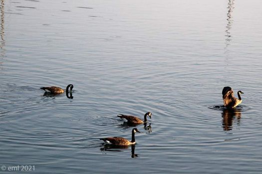 Canada Geese 3