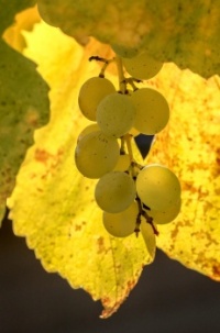 "GRAPES R US"