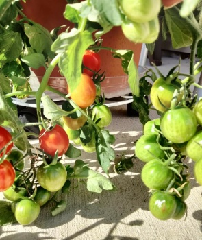 Home grown tomatoes  IMG_20220410_164314