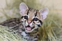 Baby ocelot saying hey look at me!