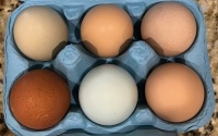 Beautiful Fresh Eggs