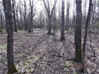 Early Spring Woods