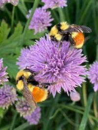 Bumblebees and Chicory