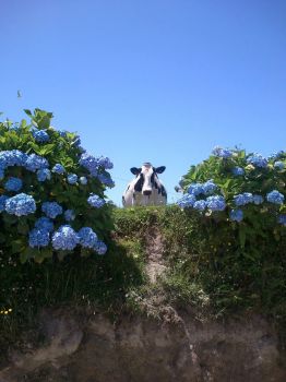 Cow from Azores