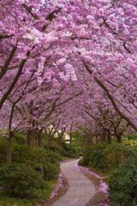 Germany Hamburg Cherry Blossoms