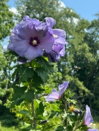 Flowers for today :-)