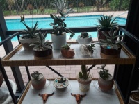 New shelves for of my cactus plants