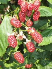 luscious raspberries