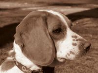 Daisy