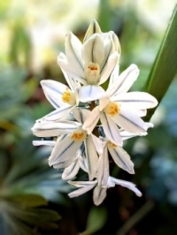 🤍☘️White variations☘️🤍