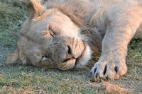 Lion Sleeping