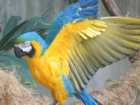 Blue and gold macaw showing off those glorious colours for you.