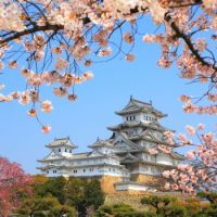 Cherry Blossoms in Matsumoto Castle