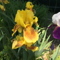 Iris State Flower of Tennessee