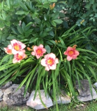 Day lilies