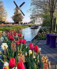 Spring Tulips