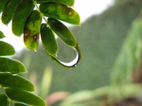 Sons photos - rain drops