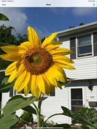 Sunflower from 4 years ago