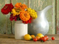 Zinnias and Tomatoes