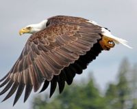 Nicki's Eagle N.Vancouver Island