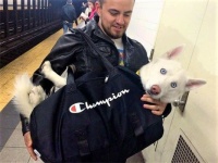 NYC Subway Banned Dogs Unless They Fit In a Bag, Dog Owners Did Not Disappoint - 2 of 4