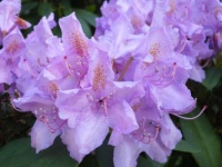 Květy rododendronu - detail...  Rhododendron flowers - detail...