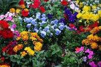 Coat of Many Colors
