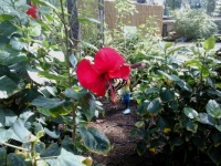 Butterfly on flower