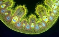 cross-section of a blade of grass