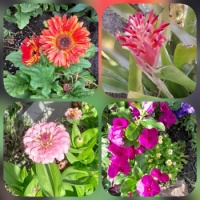 Happiness is... Flowers blooming in my Garden.
