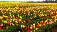 tulip fields